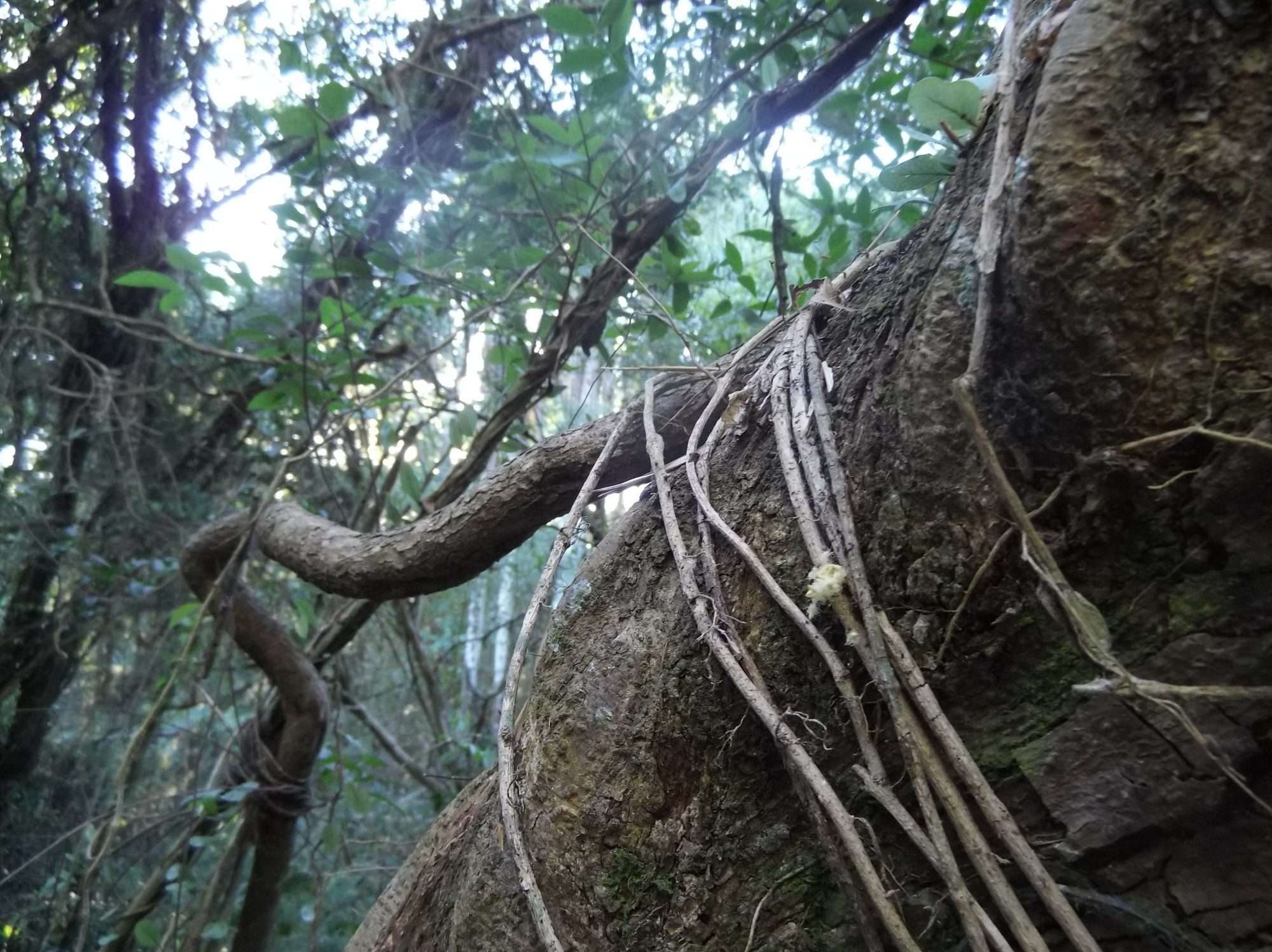 Lianas en Esteros del Iberá