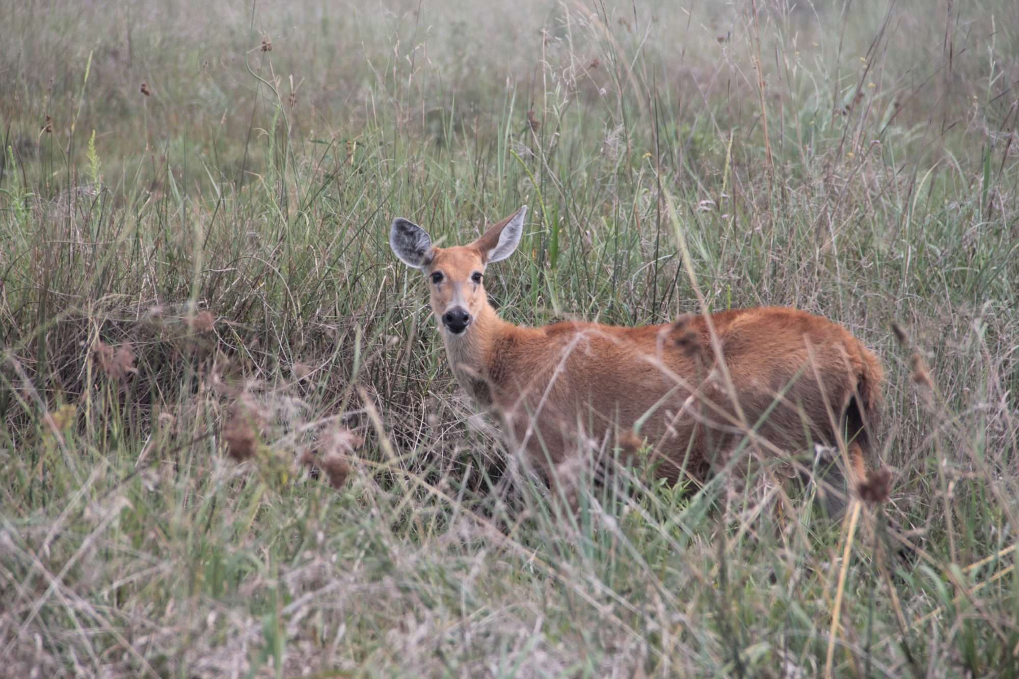 ciervo hembra en Esteros del Iberá