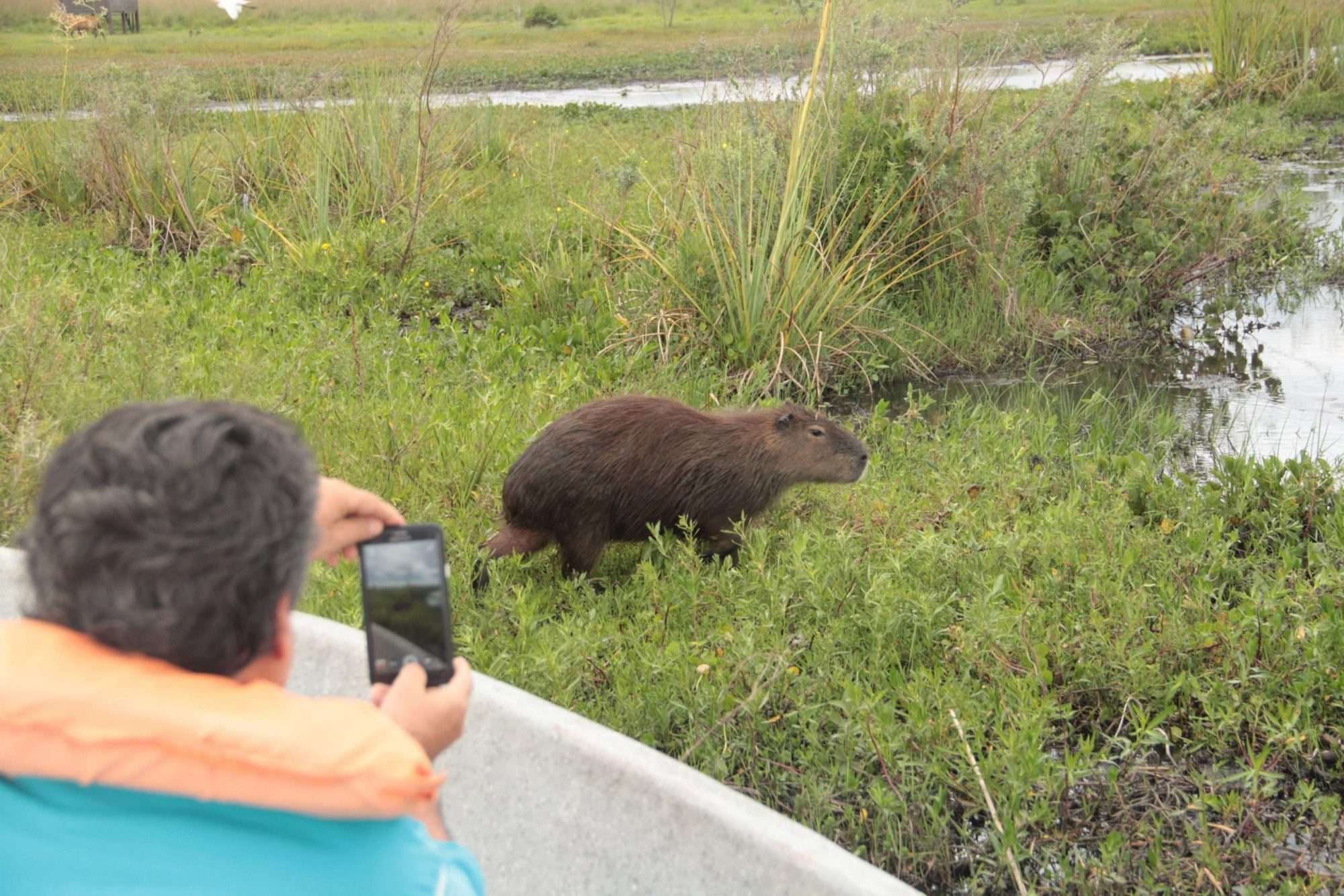 safari fotográfico en Esteros del Iberá