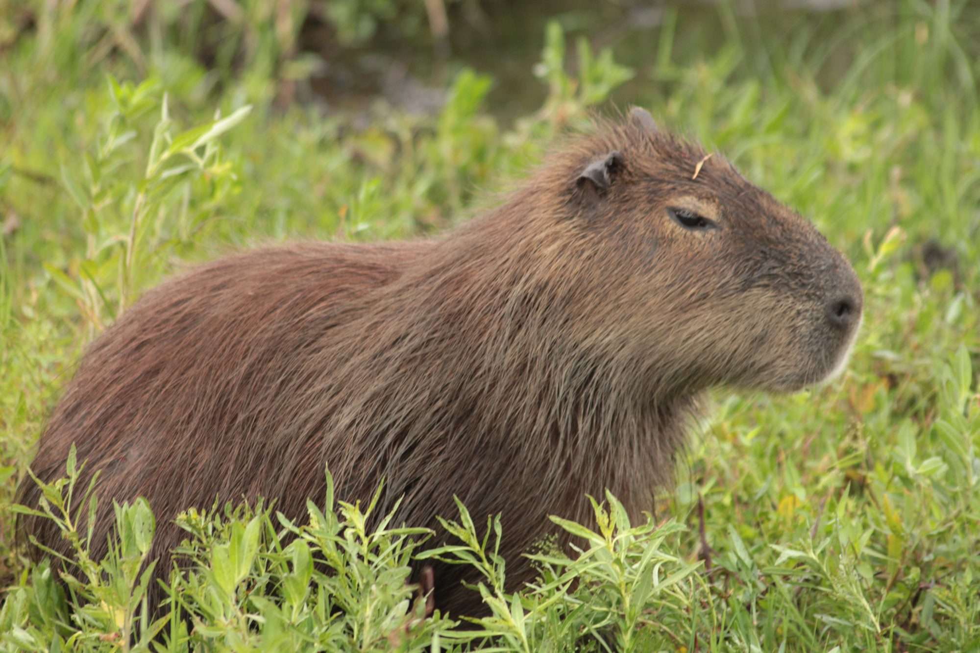 carpincho en los Esteros del Iberá