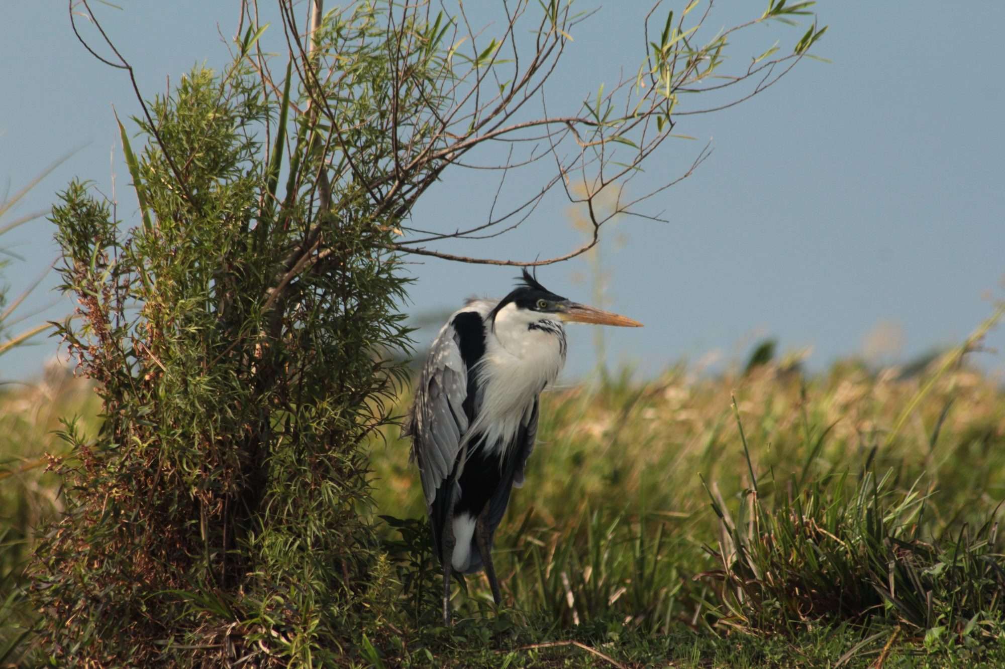 Garza en Esteros del Iberá