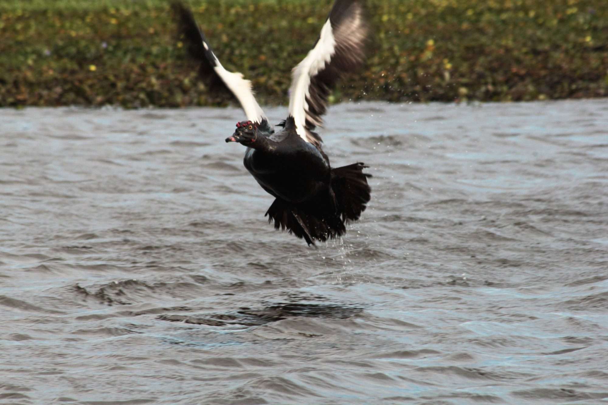 avistaje de aves en Esteros del Iberá