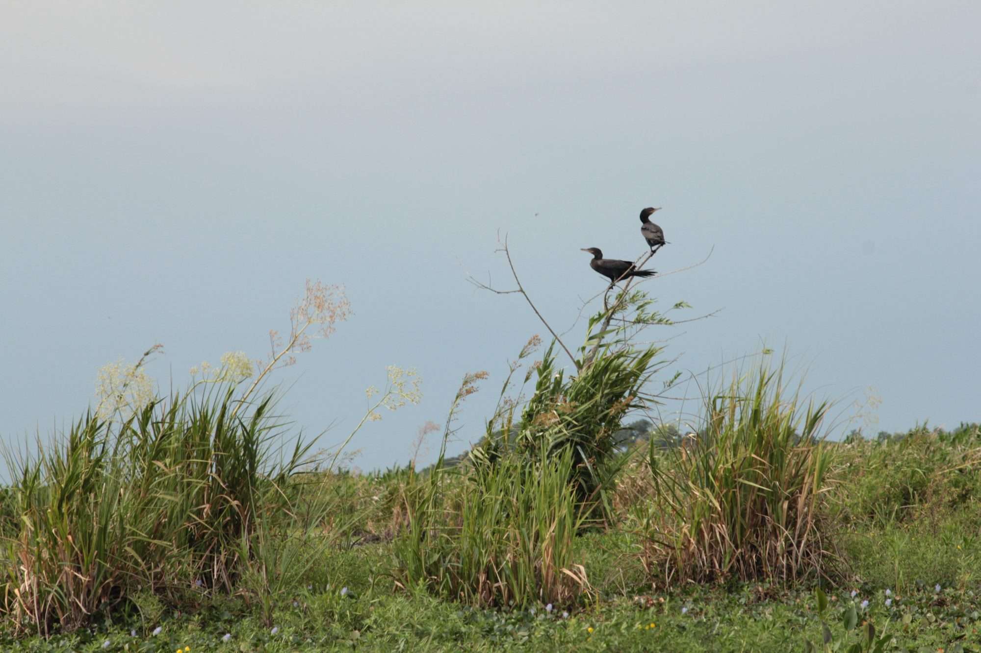 pajonales de Esteros del Iberá