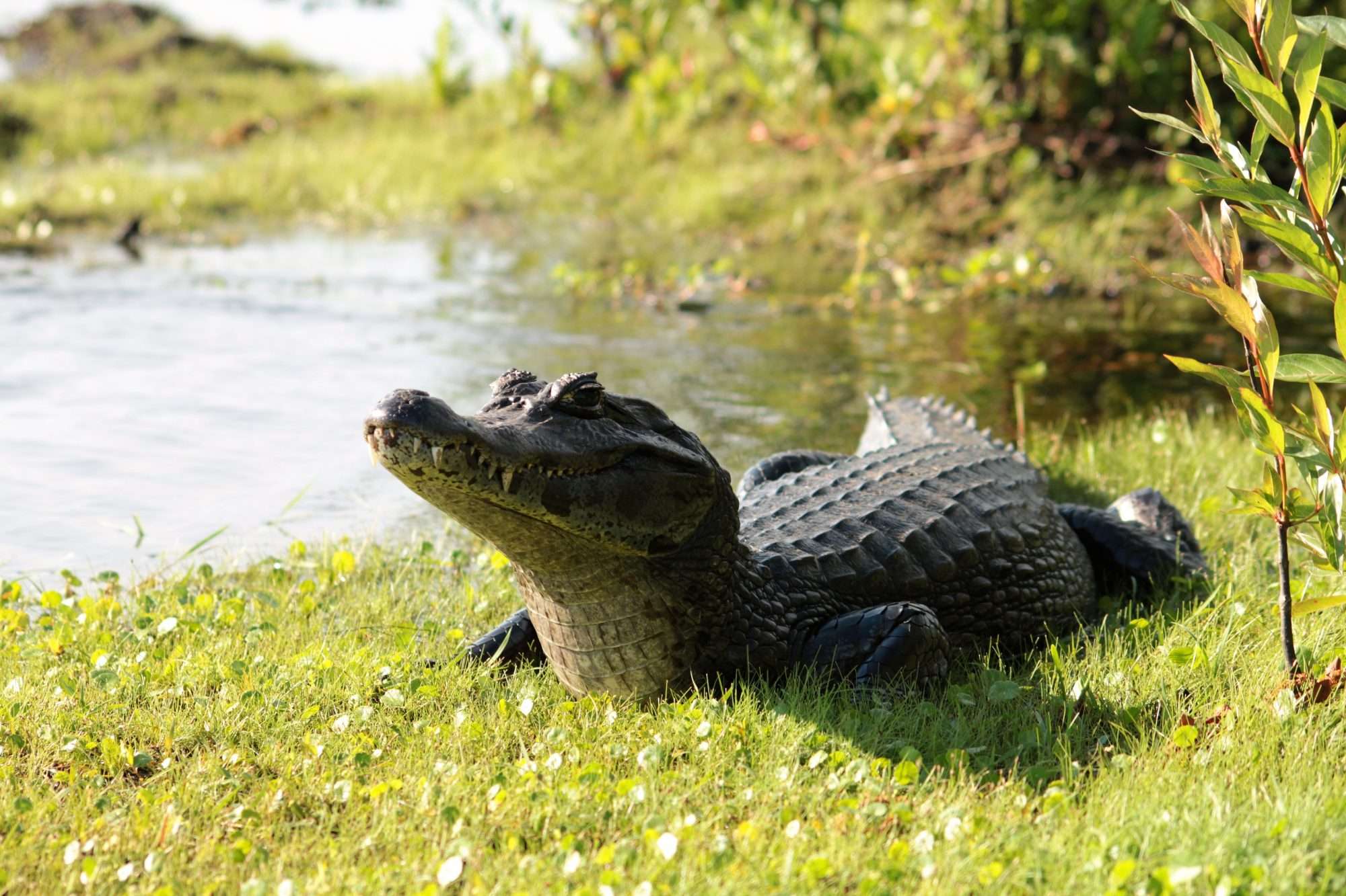 cocodrilo correntino en Esteros del Iberá