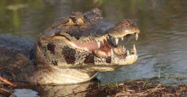 colmillos del yacaré en Esteros del Iberá