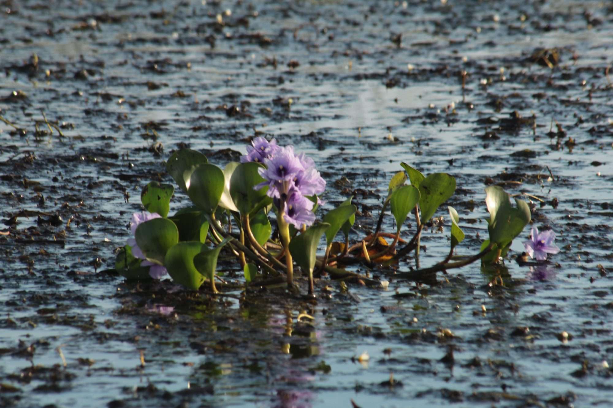 camalotes en Esteros del Iberá