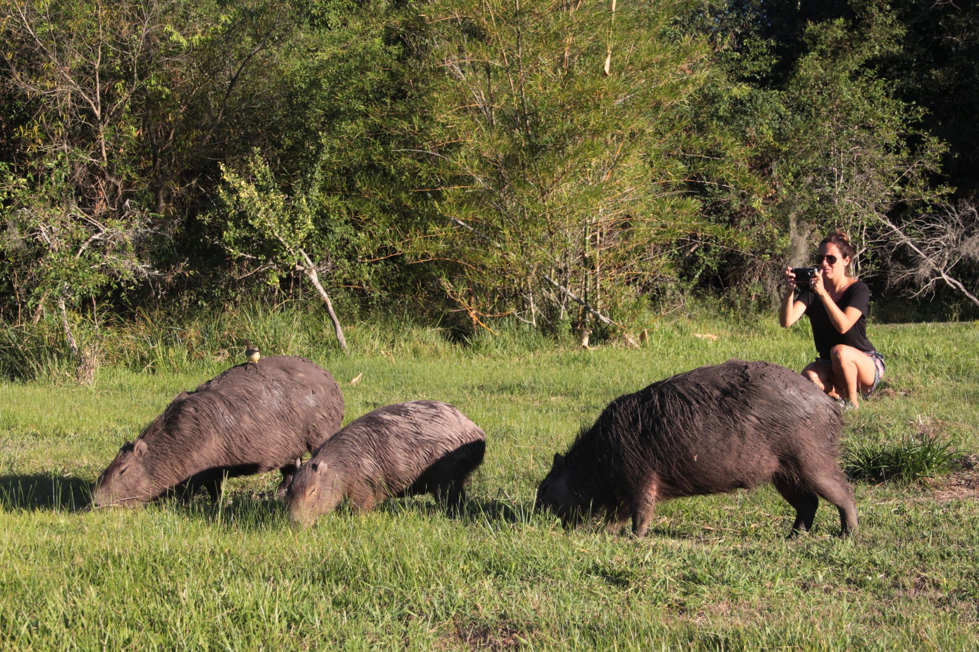 familia de carpinchos en Esteros del Iberá