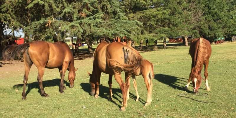 Disfrutar de las naturaleza en Rodizio Campo en Luján