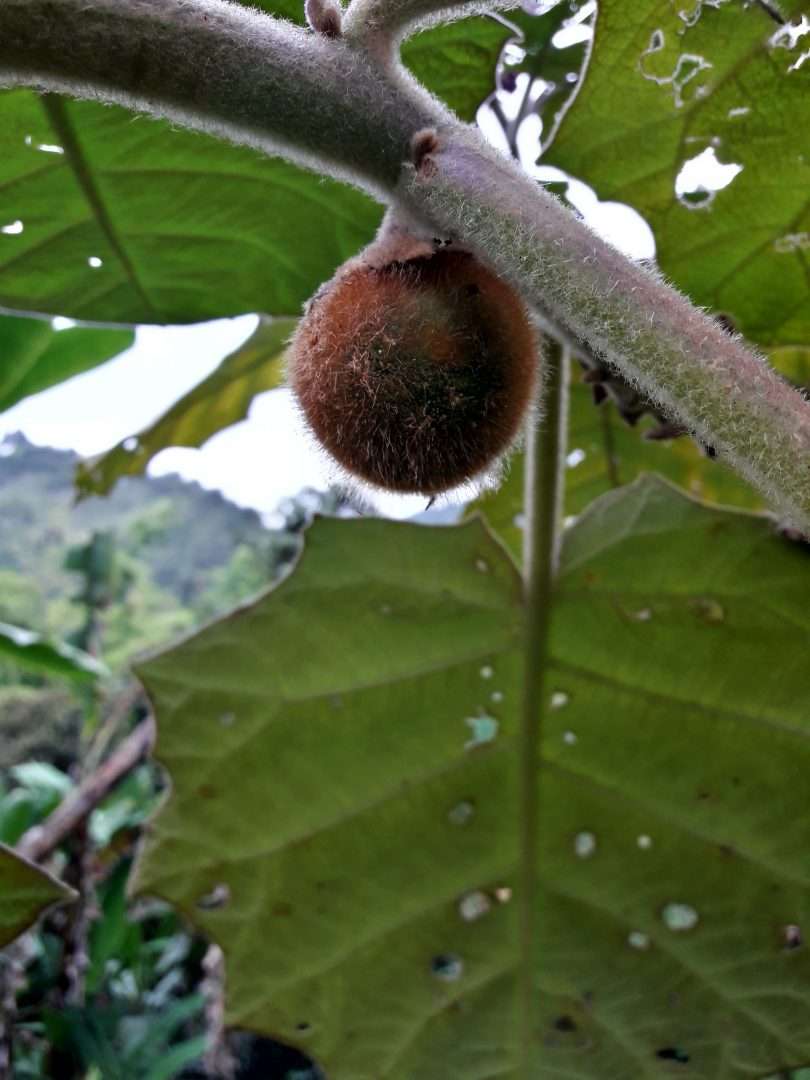 Colombia