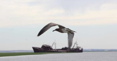 Gaviota Cangrejera Juvenil