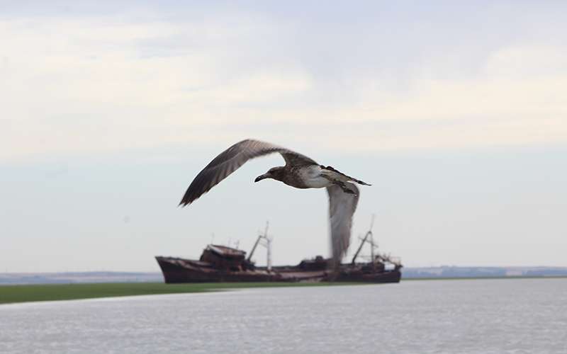 Gaviota Cangrejera Juvenil