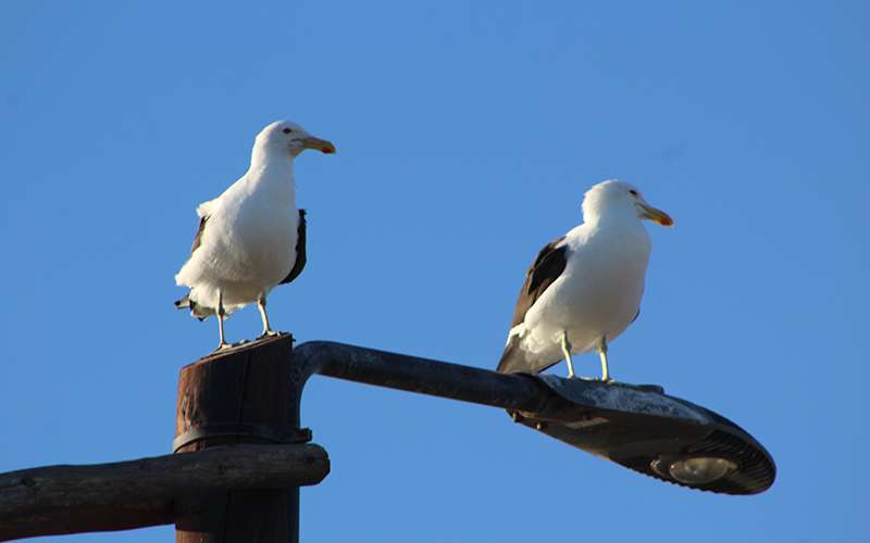 Gaviota cangrejera