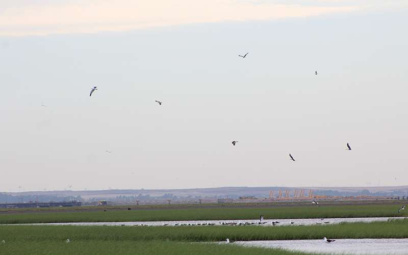 La trinchera de las gaviotas 1