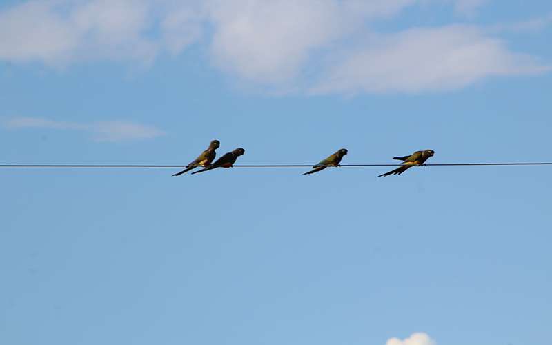 Loros Barranqueros 1