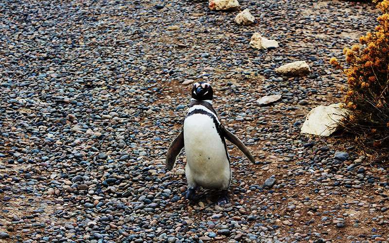 Pingüino en sendero