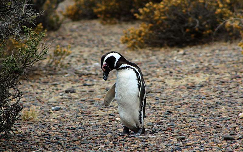 Pingüino perfil