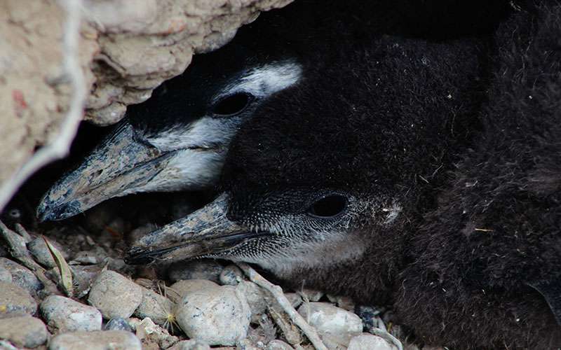 Pichones de pingüino