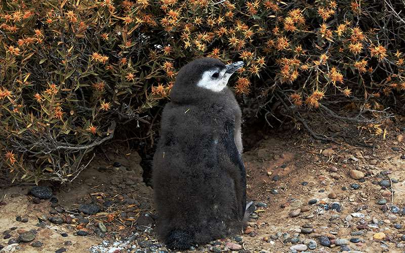 Pichón de pingüino