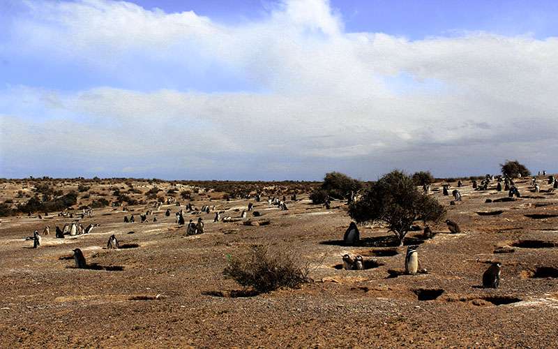 Colonia de pingüinos