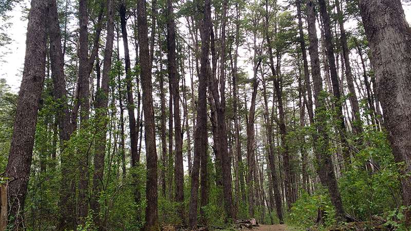 Bosque Patagónico