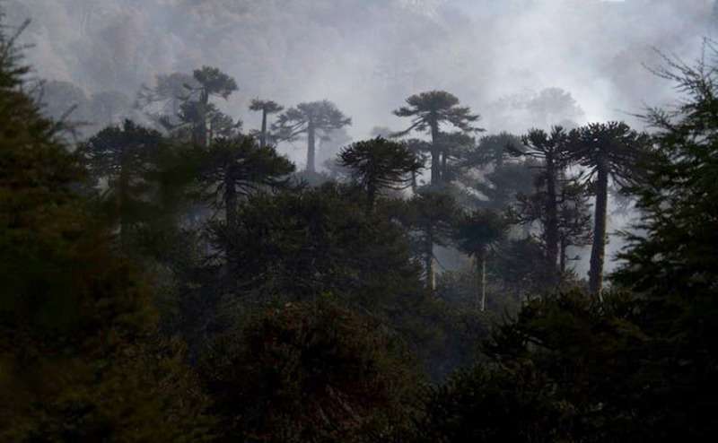 Bosque de Pehuenes