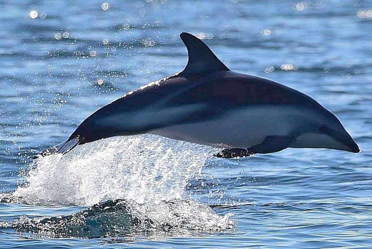 chubut ballenas