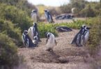 chubut pinguinos 2