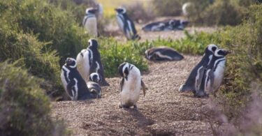 chubut pinguinos 2