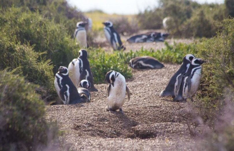 chubut pinguinos 2