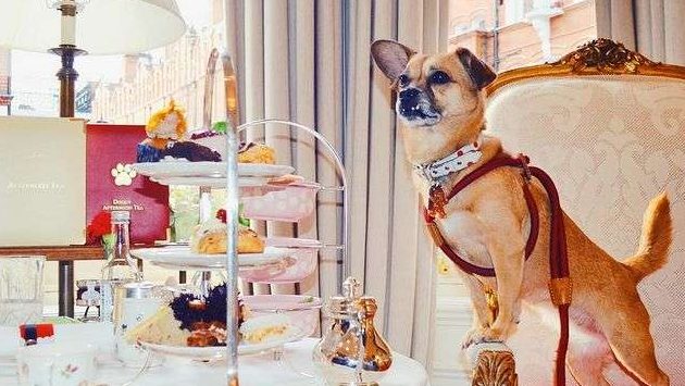 hoteles pet friendly