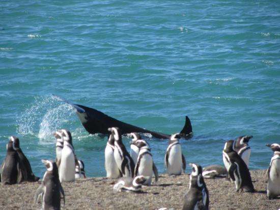 madryn semana santa