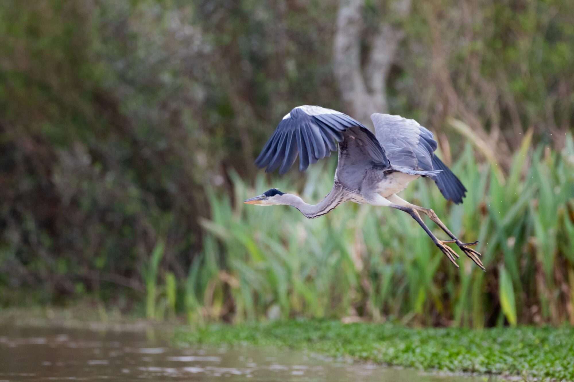 Garza mora en el Rio Dulce. Parque Nacional Ansenuza