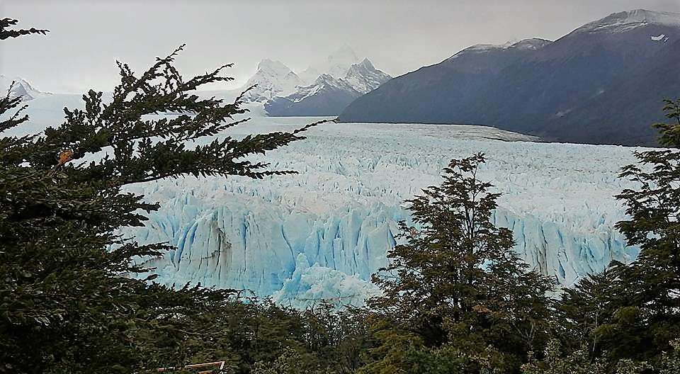 calafate