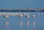 flamencos parinas y gaviotas. Parque Nacional Ansenuza