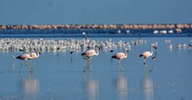 flamencos parinas y gaviotas. Parque Nacional Ansenuza