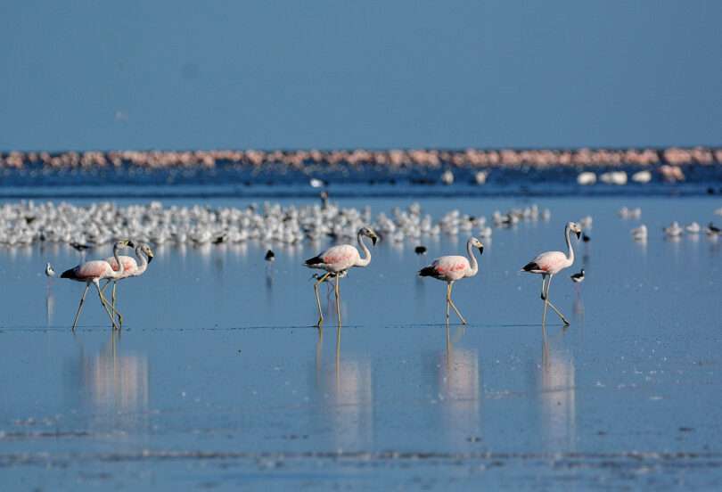 flamencos parinas y gaviotas. Parque Nacional Ansenuza