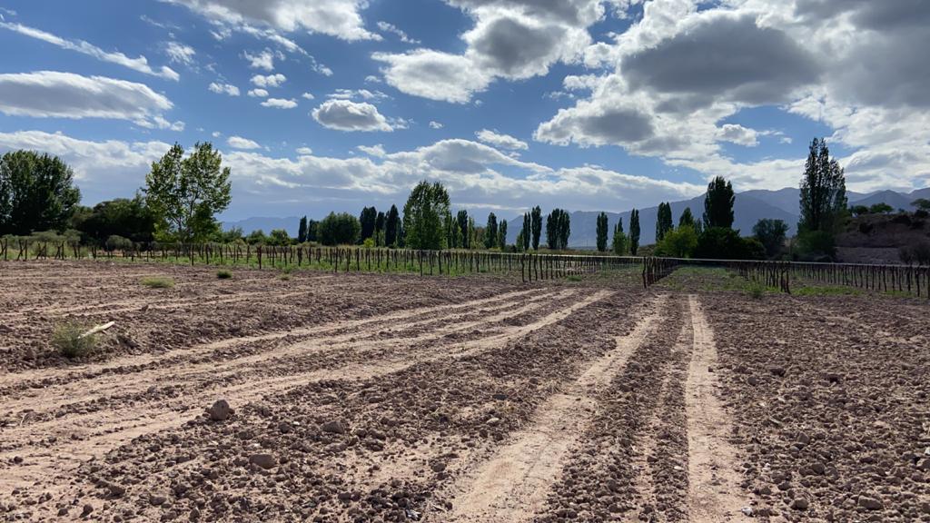 Vinedo Las Compuertas Sur de los andes