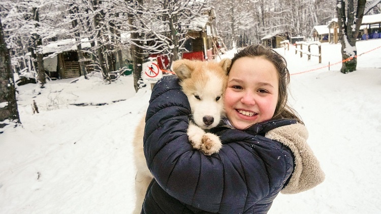 infodeushuaia perros