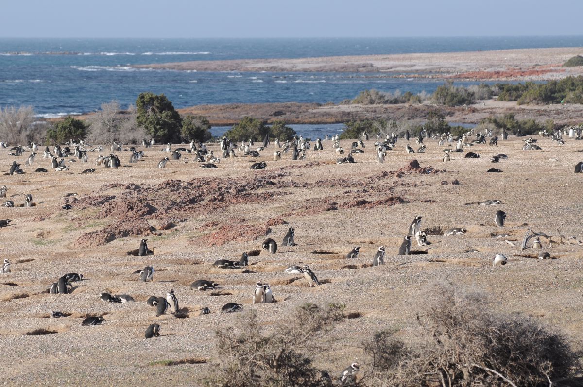 pingüinos Madryn