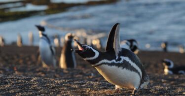 pingüinos Madryn