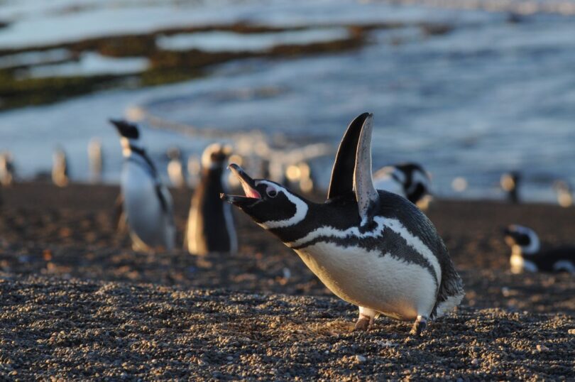 pingüinos Madryn