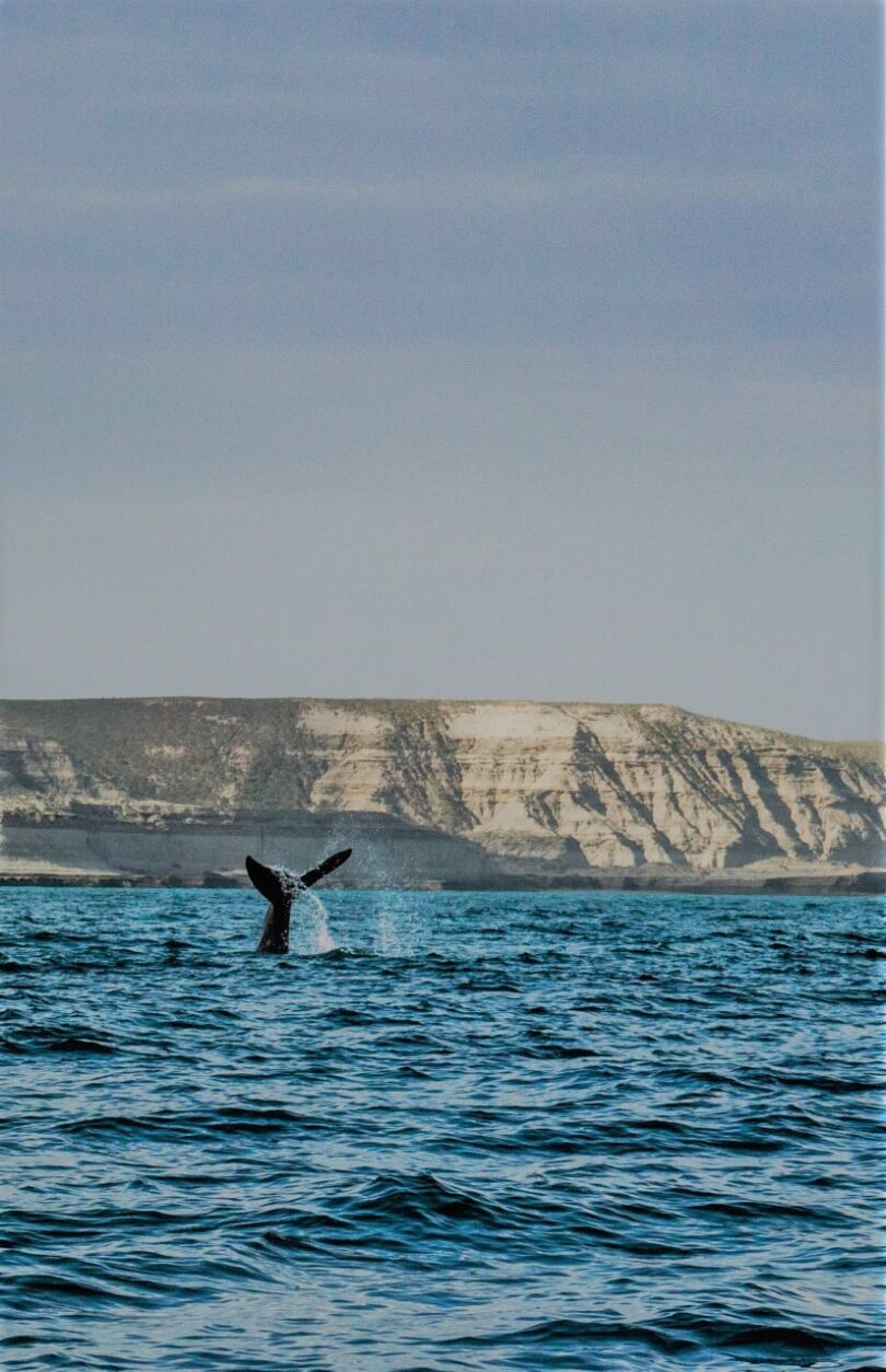 avistaje ballenas Madryn