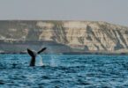 avistaje ballenas Madryn