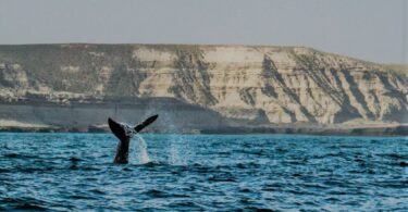 avistaje ballenas Madryn