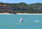 morada dos ventos delfines en playa pipa