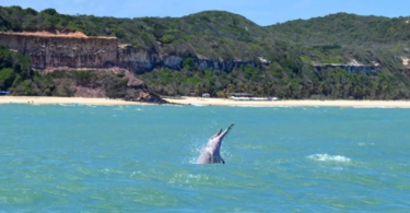 morada dos ventos delfines en playa pipa