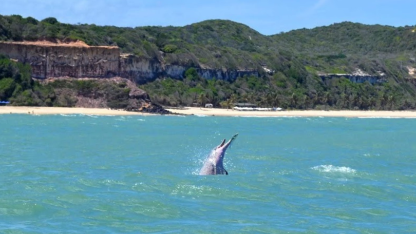 morada dos ventos delfines en playa pipa