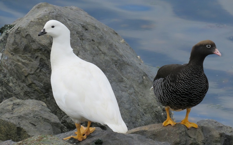 Cauquen simbolo del PN Tierra del Fuego