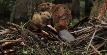 castores en tierra del fuego