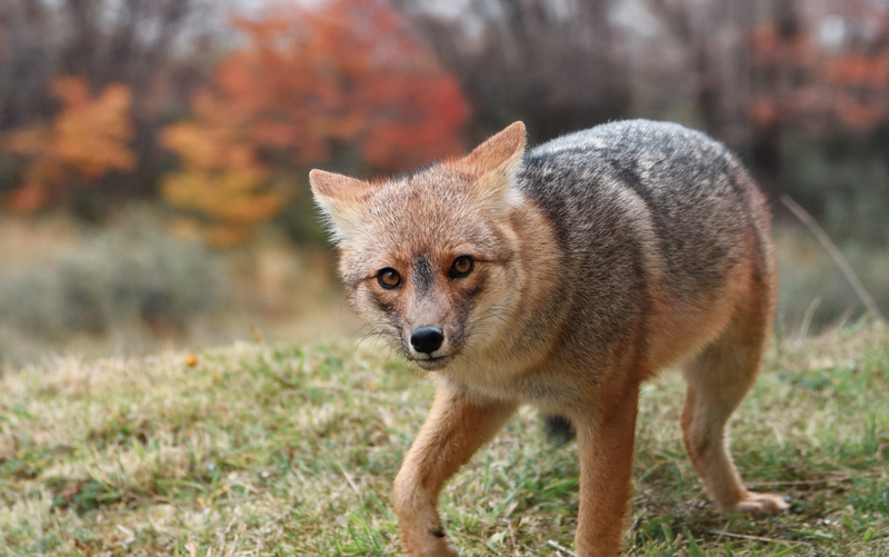 zorrito colorado fueguino